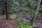 A small trout stream in the Appalachian Mountains.