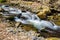 Small Trout Stream in the Blue Ridge Mountains