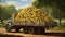 a small truck carrying a bounty of ripe, golden pears, neatly arranged for their journey