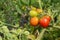 Small truss of tomatoes, ripening from green to red