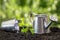 A small Tulasi tree grows out of black earthen soil against the background of a toy bucket and a watering can, a blurred backgroun