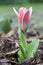 Small tulip