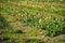 Small tulip field arranged in strips to facilitate access for customers to cut the flowers themselves in self servicce