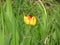 Small tulip flower