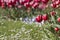 Small tulip flowers growing Tulipa gesneriana.