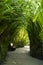 small tunnel formed by plant foliage