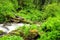 A small turbulent river flowing through a dense forest after rain