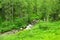 A small turbulent river flowing through a summer forest on a clear sunny day