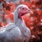 Small turkey chicken, close-up view on red background. Turkey as the main dish of thanksgiving for the harvest