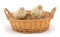 Small turkey poults in basket.