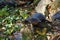 Small turtle basks on a rock with greenery on the lake