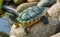 Small turtle with black and yellow stripes standing on the stone with butterfly