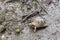 Small turtle and green hickory nut