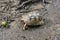 Small turtle and green hickory nut