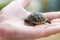 Small turtle on hand