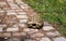 A small turtle hid in a shell on a walking stone path. Ohrid, North Macedonia