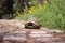 A small turtle hid in a shell on a walking stone path. Ohrid, North Macedonia