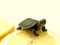 Small turtle II