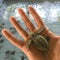 Small turtle in the man\'s hand. Sea turtle hatching.