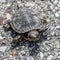 Small Turtle on the Pavement Looking Up