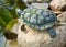 Small turtle on the stone with butterfly