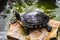 Small turtle on stone near an artificial reservoir.