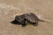 Small turtle on Zakynthos Gerakas beach in Greece