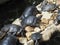 Small Turtles Resting On Rocks In The Sun