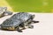Small turtles taking a sunbath
