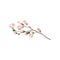 Small twig with beautiful pink flowers and green leaves. Fresh branch of magnolia tree. Detailed flat vector icon