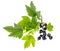Small twig of black currant with leaves and berries