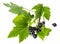 Small twig of black currant with leaves and berries