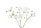 Small twigs with flowers of Gypsophila isolated on white background