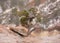 A small twisted juniper tree with a dusting of snow on it`s trunk