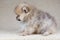 A small two-month-old Pomeranian puppy sits and looks sideways to the camera in profile. Cute little face. Looks like a