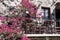 Small typical terrace with flowers at the house in Pyrgos