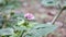 A small unknown light pink flower i see in forest, extreme macro shot