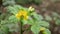 A small unknown light yellow flower i see in forest, extreme macro shot