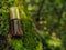 Small unopened bottle with the contents on the green natural background. A small bottle of agarwood oil at natural green backgroun