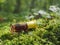 Small unopened bottle with the contents on the green natural background. A small bottle of agarwood oil at natural green backgroun