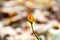 Small unopened rose bud, with blurred empty background