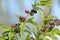 Small unripe apricots fruits riping on apricot tree in spring