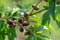 Small unripe apricots fruits riping on apricot tree in spring