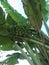 small unripe bananas still with the tree