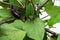 Small unripe eggplant among the leaves