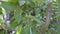 Small unripe green Apple on a branch in the garden