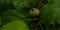 Small unripe green apple with rain drops