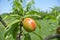 Small unripe green nectarines on the tree in an orchard