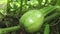 Small unripe green pumpkin growing in the garden