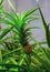 A small unripe pineapple grows in a greenhouse